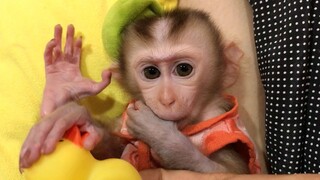 So much fun Playing with the baby monkey