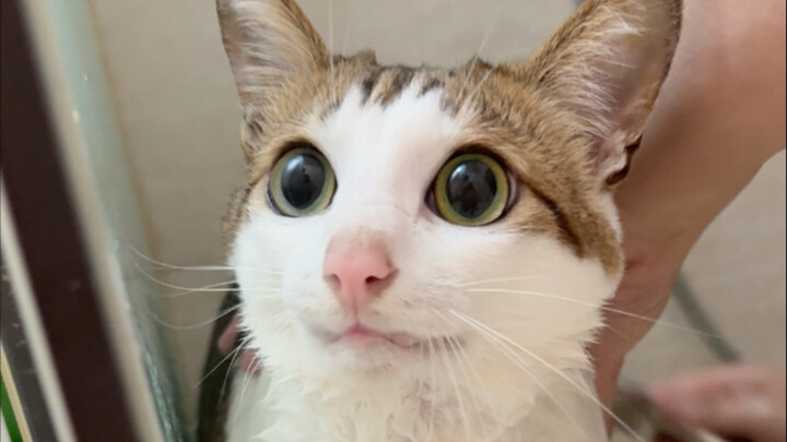 Con gái ơi, chú giẫm phải phân của chính mình rồi!