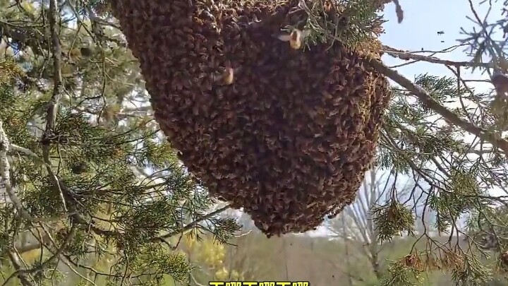 A pro beekeeper with over 500 hive removals is tackling a giant mega-hive this time (do not attempt 