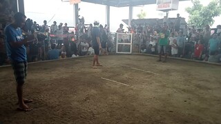 talisay lang malakas