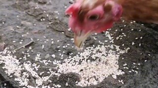 家银们，吃到城里货了，没米硬，比米甜，颗颗爆汁入口化