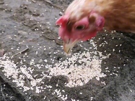 家银们，吃到城里货了，没米硬，比米甜，颗颗爆汁入口化