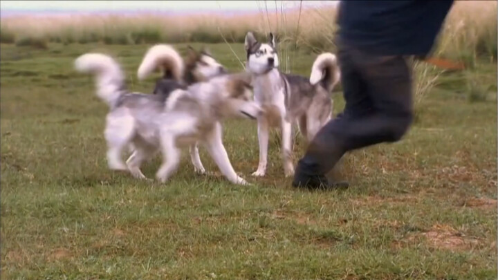 Ternyata serigala jahat dalam drama semuanya diperankan oleh Husky!