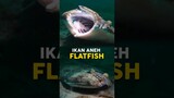 Inilah Metamorfosis Ikan Flatfish Yang Aneh ‼️ #shorts