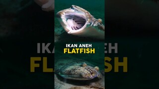 Inilah Metamorfosis Ikan Flatfish Yang Aneh ‼️ #shorts