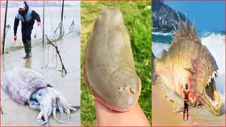 Chạy ra bờ biển vô tình bắt được cá#22