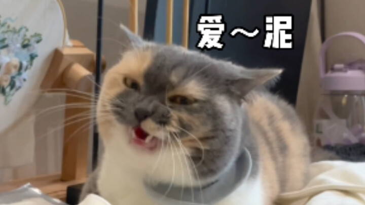 Kucing Xiao Mei Ngaku Cinta, Siapa yang Bisa Tahan?