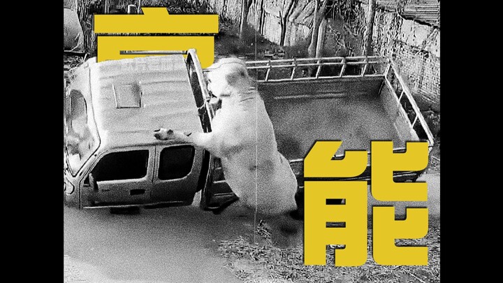 Chaplin: Haha, Gấu Đen Xui Xẻo đã ngừng phát sóng, nhưng thằng xui xẻo thì chưa bao giờ offline!