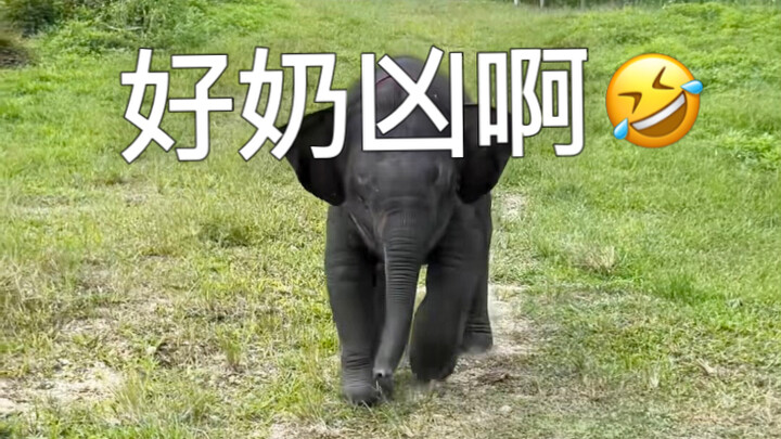 วิ่งมาด้วยความสนุกแต่กลับถูกมอเตอร์ไซค์ทำให้ตกใจจนร้องไห้🤣