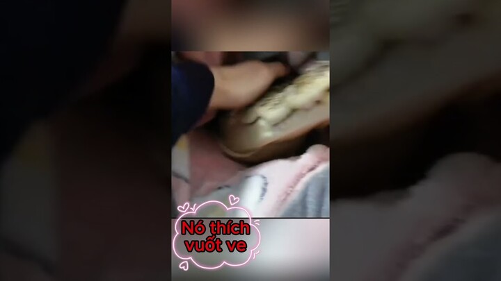 Gấu Trúc Reaction | Sống Cùng Con Cá Sấu Baby #animal