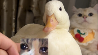 Kesempatan sudah kuberikan, jangan salahkan aku kalau dikebiri