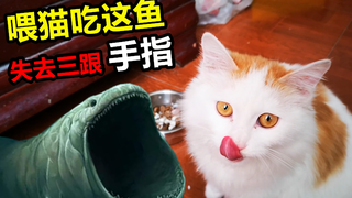 太感动了！为了给猫咪吃海鬼鱼，吊人三根手指头大出血,真实！
