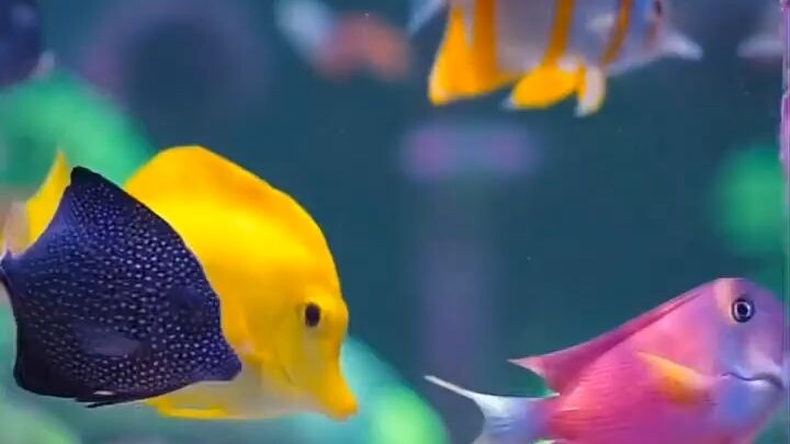 beutiful fish 🐠🐟