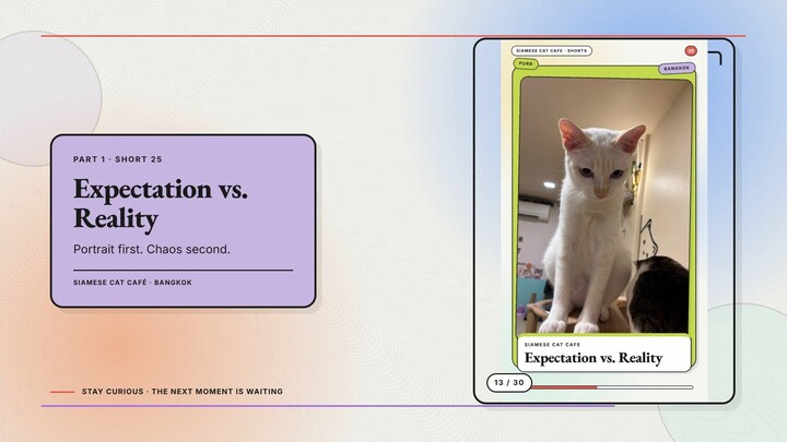 Siamese Cat Café #13 — Expectation vs. Reality + Cats vs. Furniture