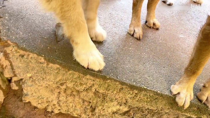 Dog Paw Warning! It is recommended that small dogs watch with the company of older dogs!