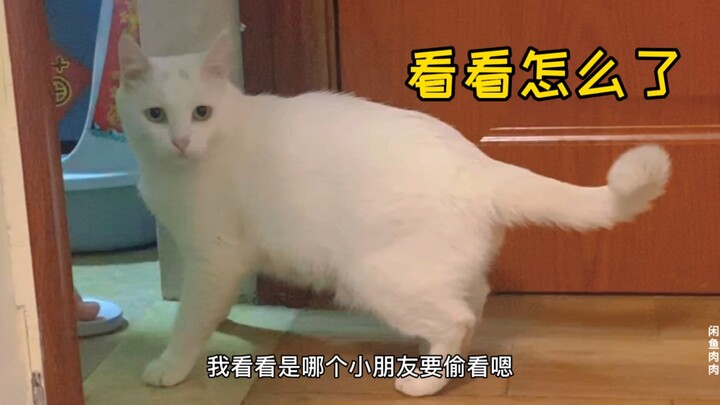 After adopting a kitten, Pongci became very anxious and felt threatened. It even follows Mom everywh