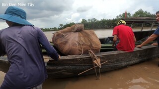 Xuống lưới đăng cá. Cơm trưa ba chỉ chiên mắm rừng - Bin Đen Miền Tây # 266