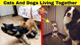 Hilarious Times Cats And Dogs Live Together