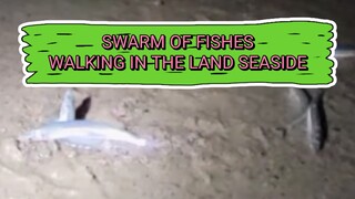 Swarm of Fish Walking in the land