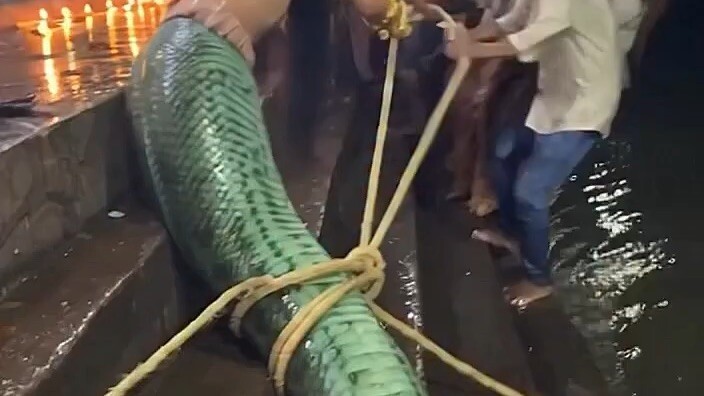 Snake girls in the sea