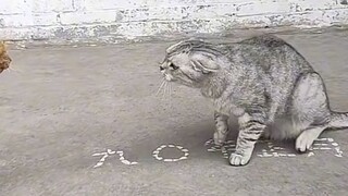 🥺🥺🐈‍⬛🐈‍⬛