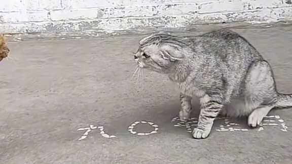 🥺🥺🐈‍⬛🐈‍⬛