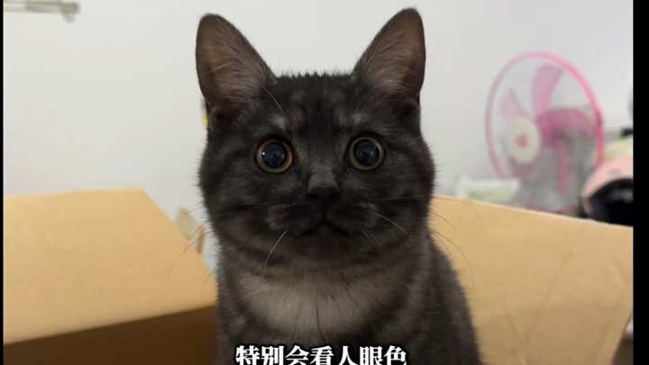 A cat, about 5 months old, boldly broke into a house to steal food, looking just like a big black ra