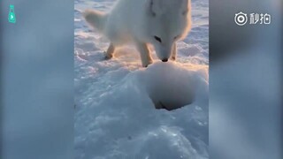 A Russian man was fishing on the ice. A baby Arctic fox smelled the fish and wanted to steal it. No 