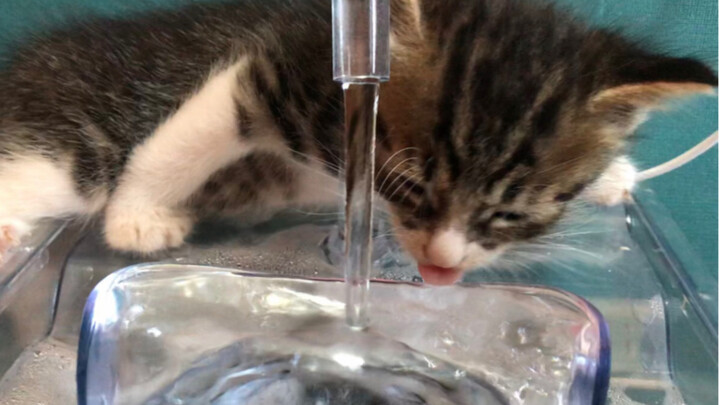 Clever uses for a cat water fountain: drinking, soaking your feet, even sleeping… and this foot-wash