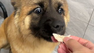 Anak anjing Sheniu sudah sembuh dari kebiasaan mengejar mobil. Ini terakhir kalinya aku mengajarinya