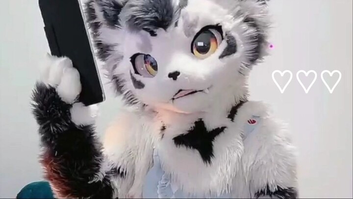FURRY GINTAN ❤❤❤