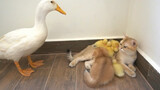 Mother duck found her baby running into the arms of mother cat