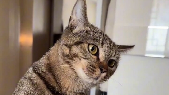 The Cat’s Honest Reaction After I Got a Perm and Came Home