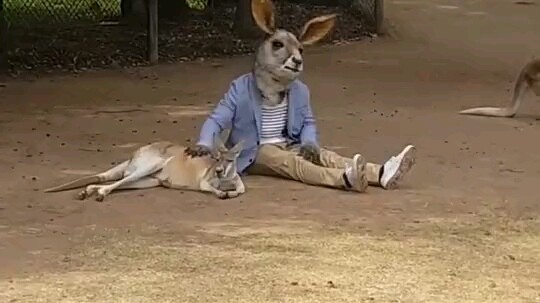 Menghibur Kanguru