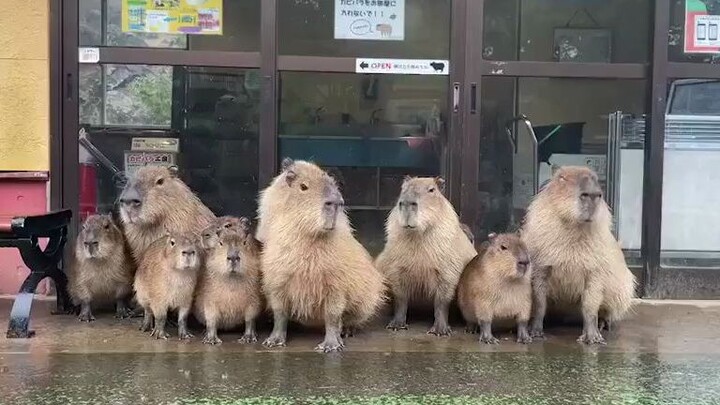 A Family Sheltering from the Rain Under the Eaves