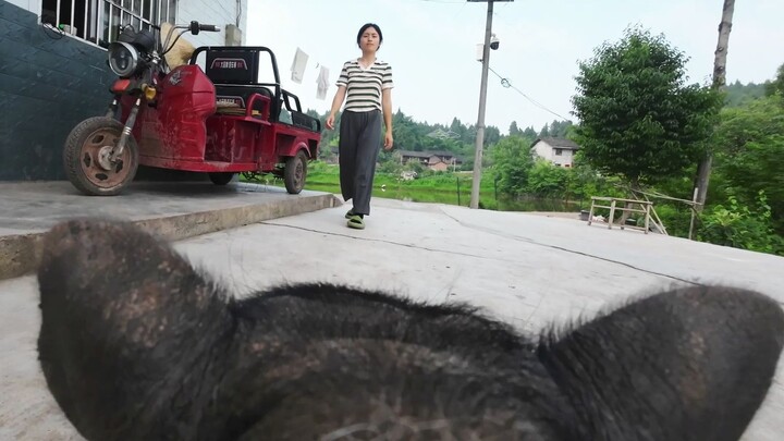 Put a camera on the pig, hahahaha!