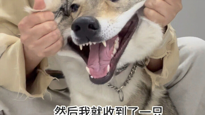 ขอบคุณทุกคน (ฉันได้ลูกสุนัขเช็กวูล์ฟฮาวด์มาหนึ่งตัวแล้ว!)