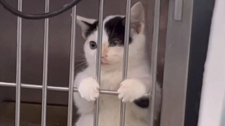 Râu mọc trên mặt, cả bầy bốn con, cuối cùng chỉ còn sống sót một con.