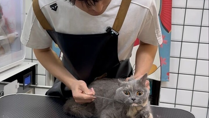 Chữa lành Chú Mỡ Xanh theo bốn phương Đông-Tây-Nam-Bắc