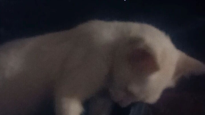cat sleep Nako po antok