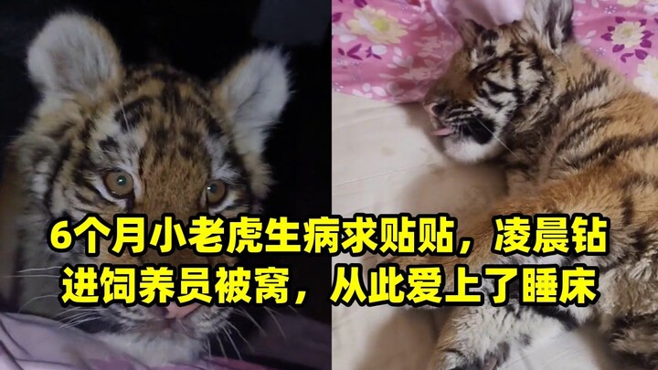 A 6-month-old tiger, feeling unwell, begged for cuddles—sneaking into the keeper’s bed at dawn and n