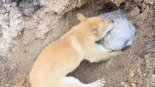 好生猛的狗狗，这么小就可以出来打猎了，