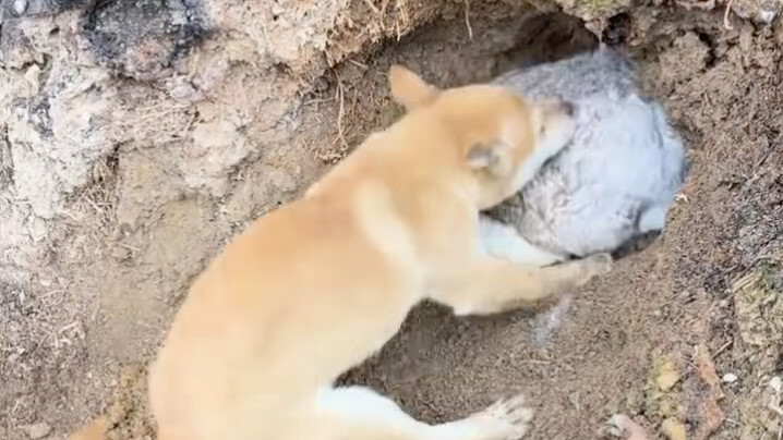 好生猛的狗狗，这么小就可以出来打猎了，