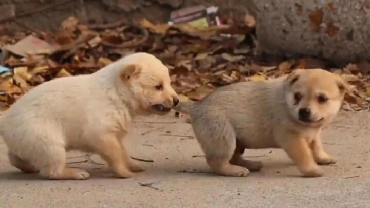 الجرو: من يقاتل ويعض ذيله!