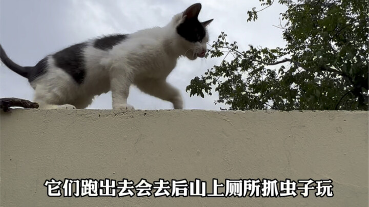 Pemandangan keseluruhan halaman kecil kucing