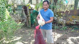 Sparring of my White and Red Kelso                                   #MolinaGamefowls