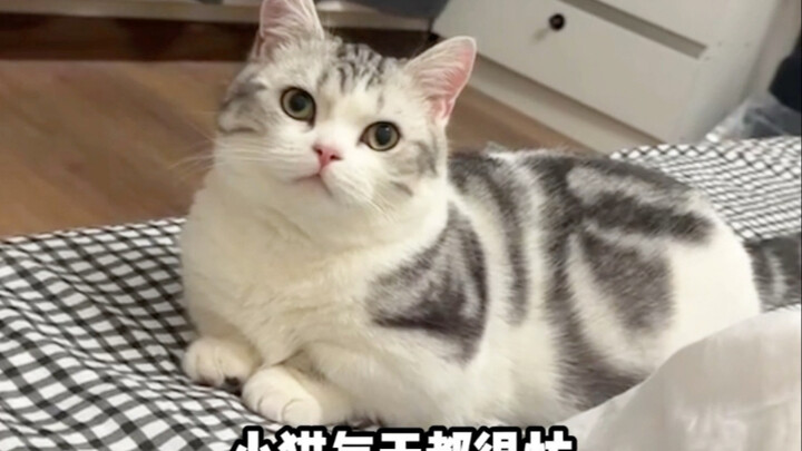 小猫每天都很忙