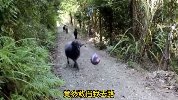 Why is this sheep getting into a fight with a basketball?!