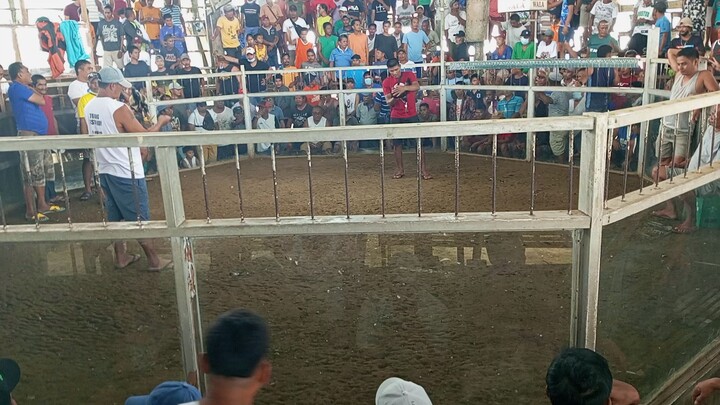 manok na lajaw kuno whahaha talisay on the moves