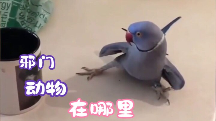 Pets can be obscure, but they shouldn’t be weird or creepy!